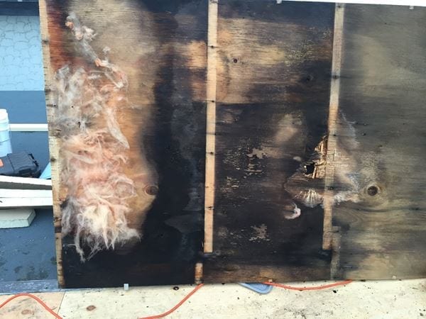 mold on plywood