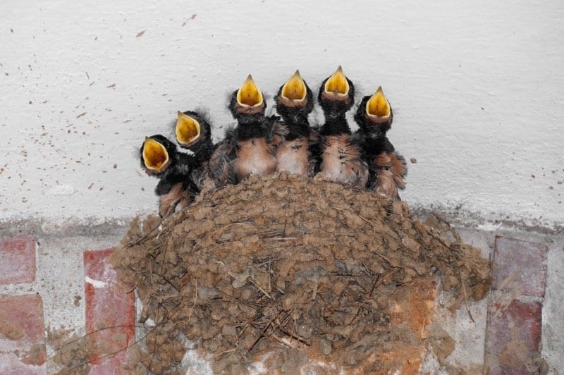 Calgary Roofing Company - Claw Roofing - Birds nesting in roof