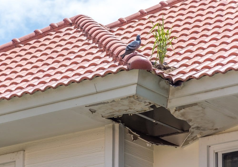 Calgary Roofing Company - Claw Roofing - Tile roof mold damage