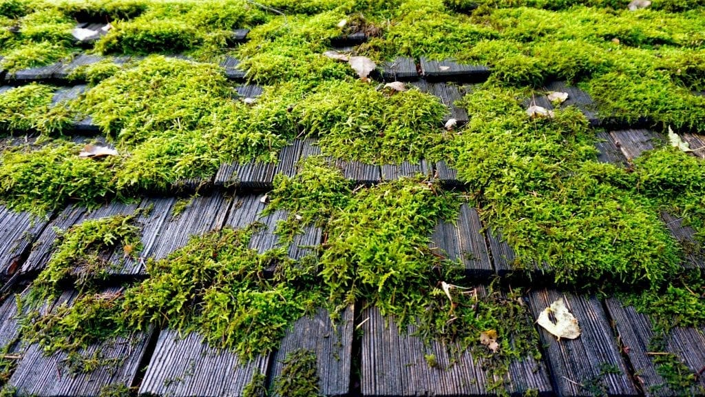 claw roofing calgary roof moss 2